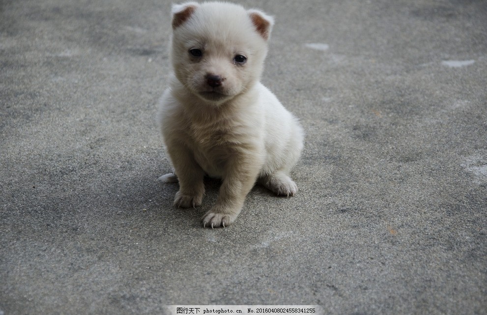 如何治疗狗狗的皮肤病:揭开宠物的皮毛困扰