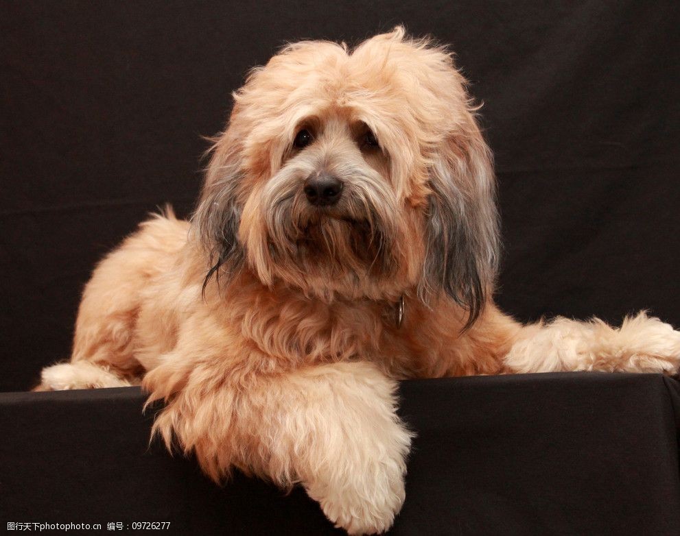 小型大耳朵狗狗品种——你的理想宠物伴侣